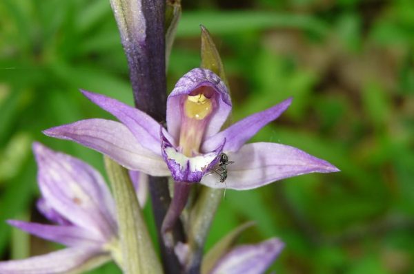 Tragovima divljih orhideja – novost u dolini Neretve