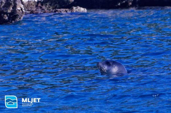Sredozemna medvjedica nakon 40 godina uočena u akvatoriju NP Mljet