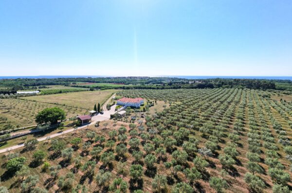 Omajolas – maslinik i ekstra djevičansko bio maslinovo ulje